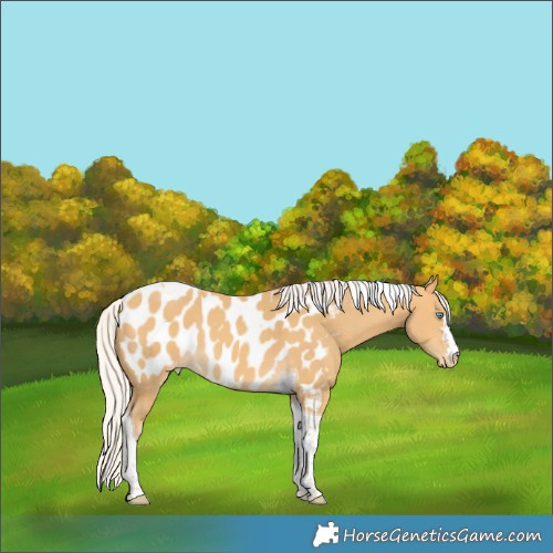 Horse Color:Silver Amber Cream Champagne Tobiano Appaloosa