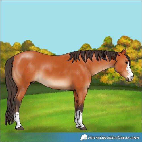 Horse Color:Bay Rabicano