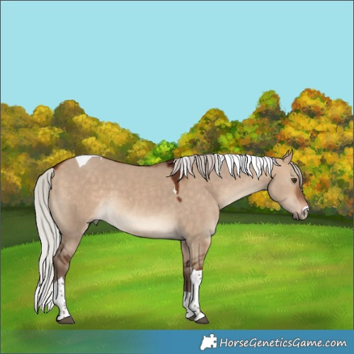 Horse Color:Silver Bay Dun Tobiano