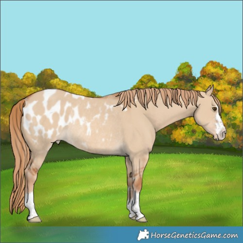 Horse Color:Red Dun Blanket Rabicano