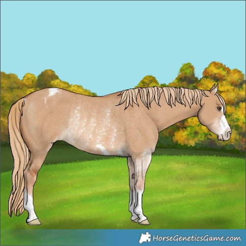 Horse Color:Red Dun Varnish Rabicano