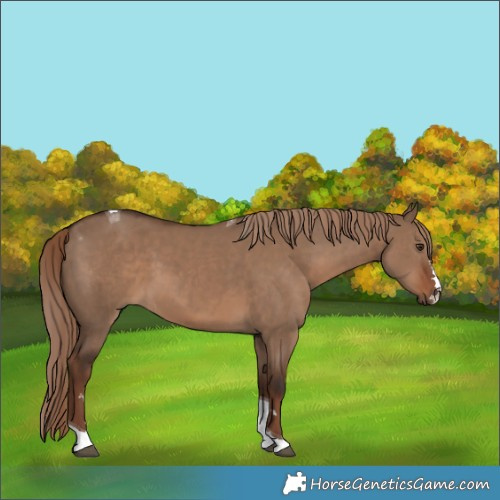 Horse Color:Liver Red Dun Tobiano 