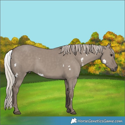 Horse Color:White Spotted Silver Grullo Rabicano
