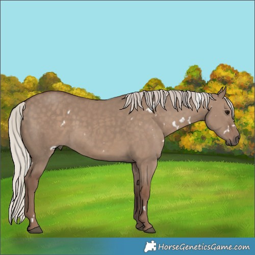 Horse Color:White Spotted Silver Grullo Rabicano
