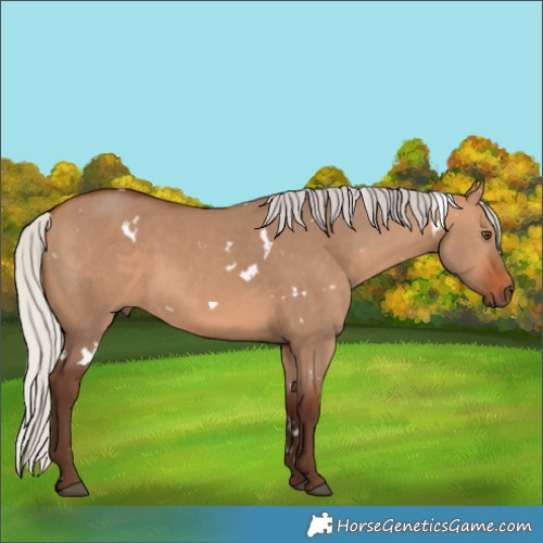 Horse Color:White Spotted Silver Bay Dun Rabicano 