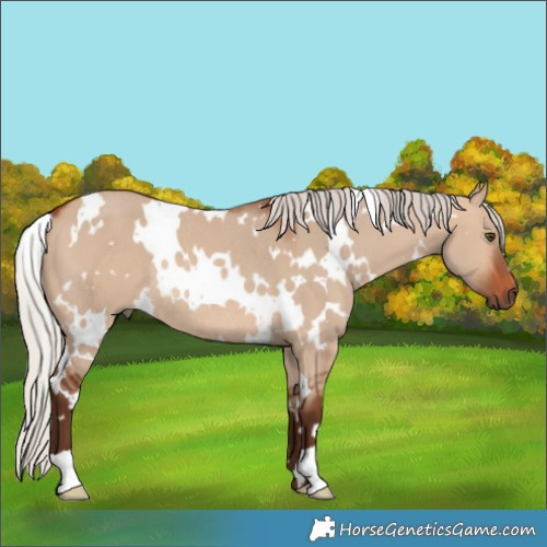 Horse Color:White Spotted Silver Brown Dun Rabicano 