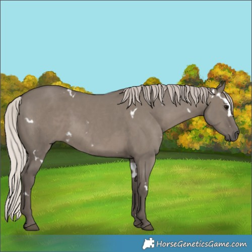 Horse Color:White Spotted Silver Grullo Rabicano 