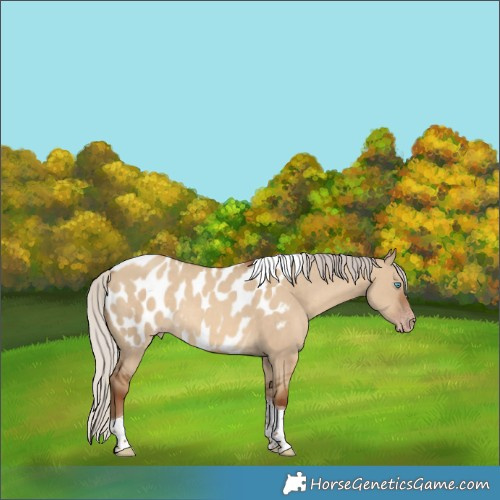 Horse Color:Gray Silver Classic Champagne Dun Tobiano Near Leopard Rabicano 