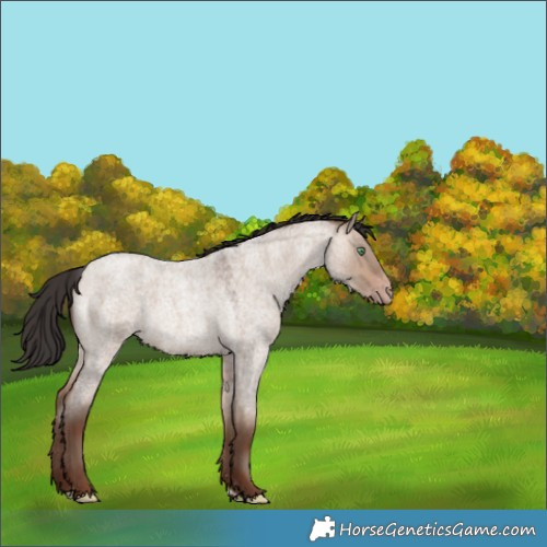 Horse Color:Sable Champagne Roan Dun