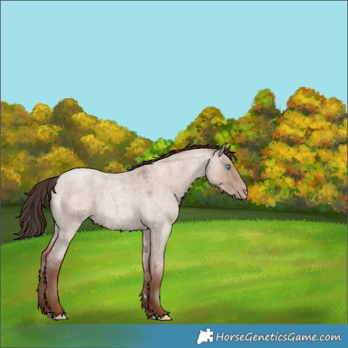 Horse Color:Classic Champagne Roan Dun 