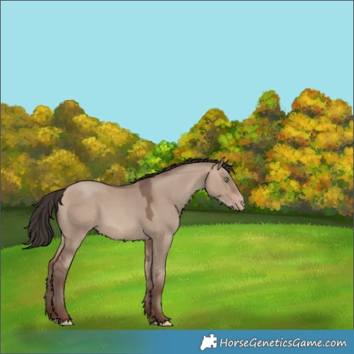 Horse Color:Sable Champagne Dun