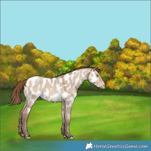 Horse Color:Amber Champagne Dun Near Leopard 