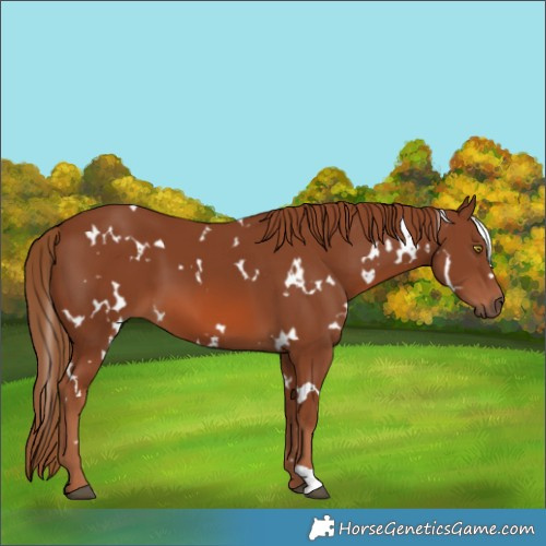 Horse Color:White Spotted Chestnut 
