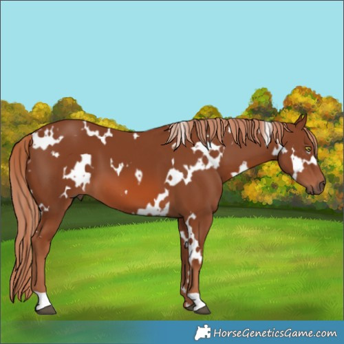 Horse Color:White Spotted Chestnut