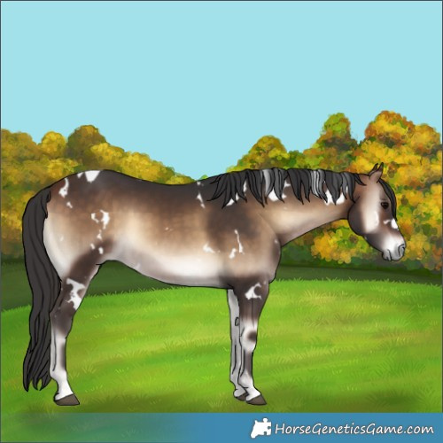 Horse Color:White Spotted Bay Onyx 