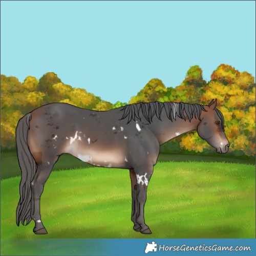 Horse Color:White Spotted Bay Merle