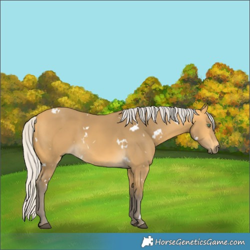 Horse Color:White Spotted Silver Buckskin 