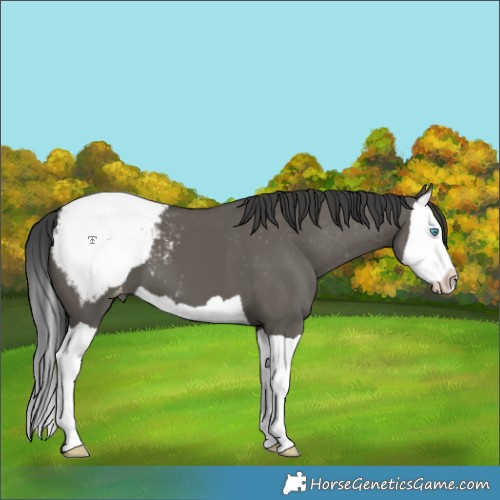 Horse Color:Grullo Splash Appaloosa 