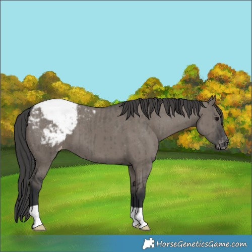 Horse Color:Grullo Snowcap Brindle 