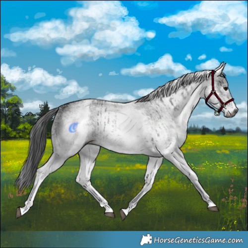 Horse Color:Gray White Spotted Black  and Gray White Spotted Black 