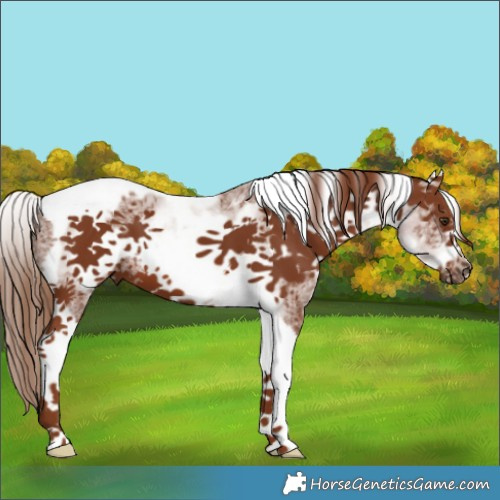 Horse Color:White Spotted Chestnut Tobiano Frame 