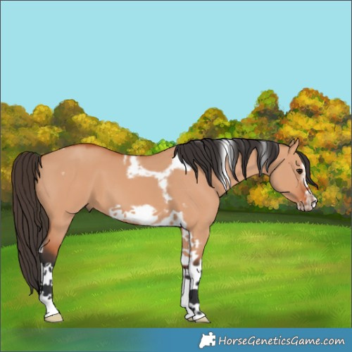 Horse Color:Bay Dun Tobiano Frame