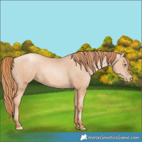Horse Color:Gold Champagne Pearl Rabicano  and Amber Champagne Pearl Rabicano 