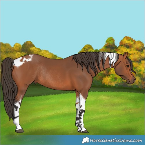 Horse Color:Bay Tobiano Rabicano 