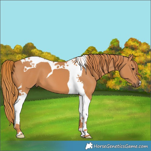 Horse Color:Chestnut Tobiano