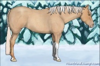 Horse Color:Silver Amber Champagne Roan Tobiano