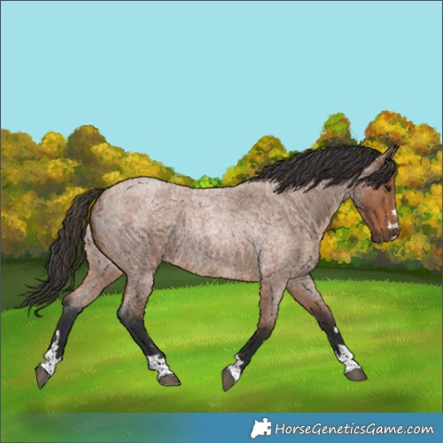 Horse Color:Bay Roan