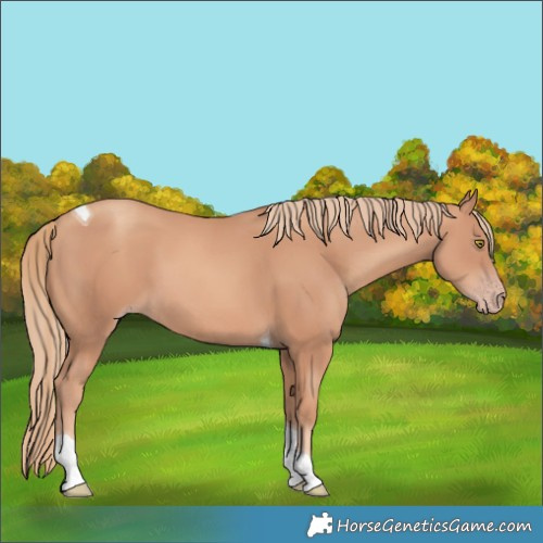 Horse Color:Gold Champagne Tobiano
