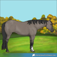 Horse Color:Grullo Sabino Rabicano