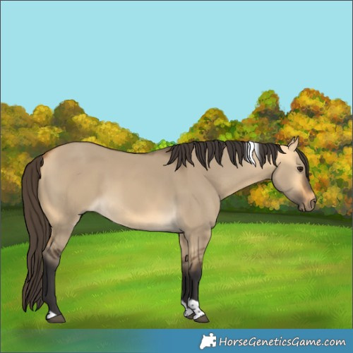 Horse Color:Buckskin Dun Tobiano Rabicano