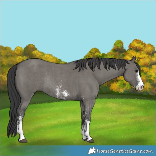 Horse Color:Grullo Sabino Rabicano