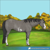 Horse Color:Grullo Sabino Rabicano 