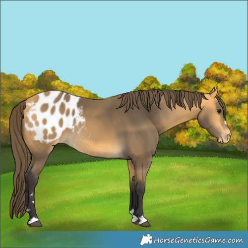 Horse Color:Buckskin Blanket