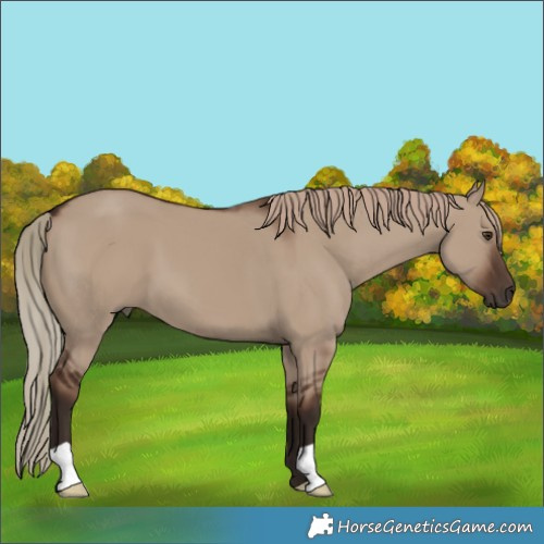 Horse Color:Liver Red Dun
