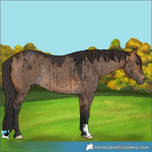 Horse Color:Bay Dun Rabicano Brindle
