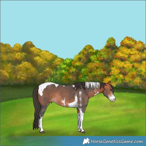 Horse Color:Bay Sabino Tobiano Rabicano