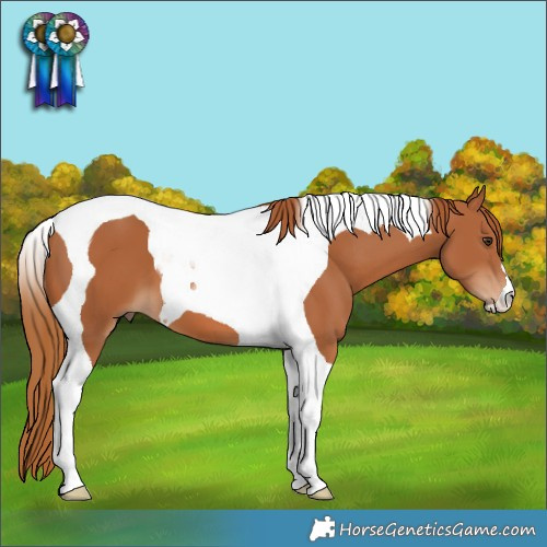 Horse Color:Chestnut Tobiano
