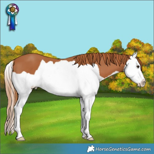 Horse Color:Chestnut Splash