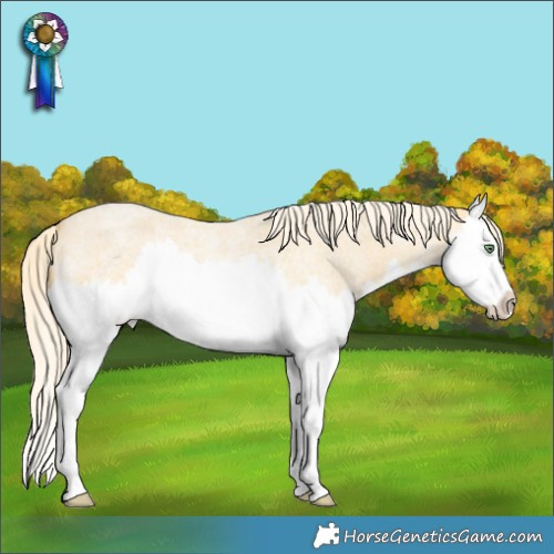 Horse Color:Gold Cream Champagne Roan Splash