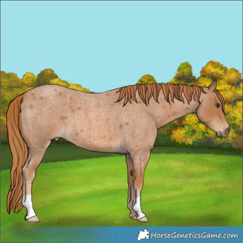 Horse Color:Red Roan 