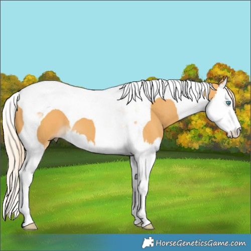Horse Color:Palomino Splash Tobiano