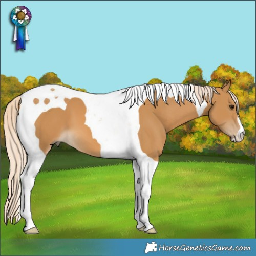 Horse Color:Palomino Tobiano 