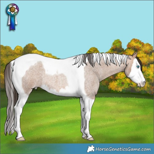 Horse Color:Amber Champagne Roan Splash Tobiano 