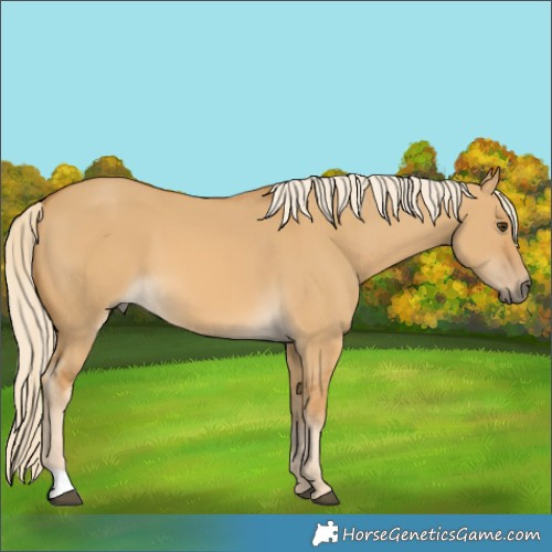 Horse Color:Palomino Dun