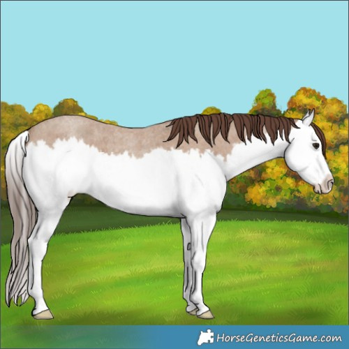 Horse Color:Classic Champagne Roan Splash