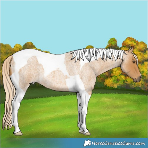 Horse Color:Palomino Roan Tobiano 